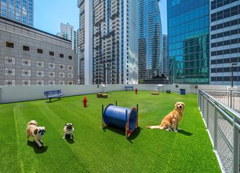 Outdoor dog park